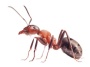 Ant agricultural revolution began 30 million years ago in dry, desert-like climate | Proceedings of the Royal Society