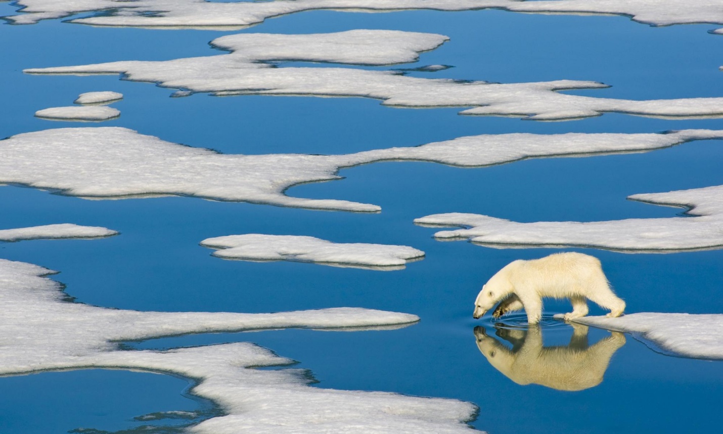 A polar bear in the arctic wilderness of the Svalbard Islands in the Arctic Ocean. Photograph: Ralph Lee Hopkins/Corbis