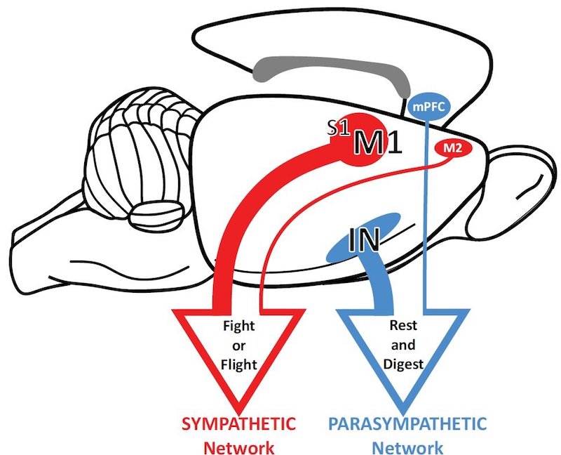 Two opposing circuits connecting the brain to the stomach convey either "fight or flight" or "rest and digest" commands to the gut. Credit: David Levinthal, M.D., Ph.D., and Peter Strick, Ph.D.